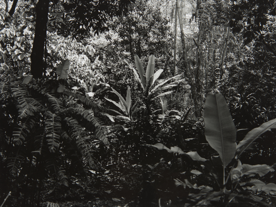 Bogor Botanischer Garten (1)