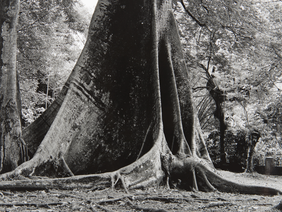 Bogor Botanischer Garten (2)